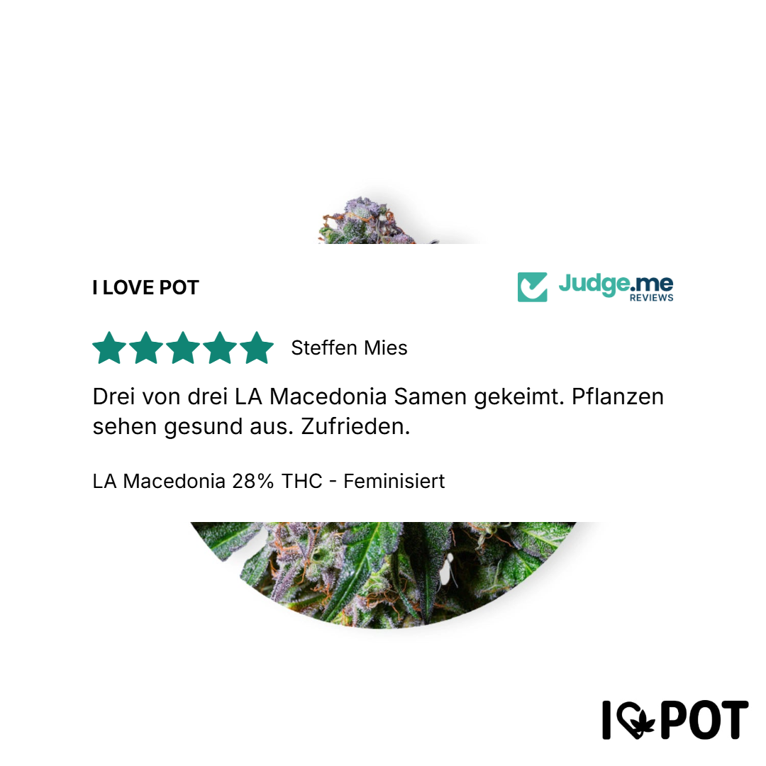 LA Macedonia 28% THC - Feminisiert