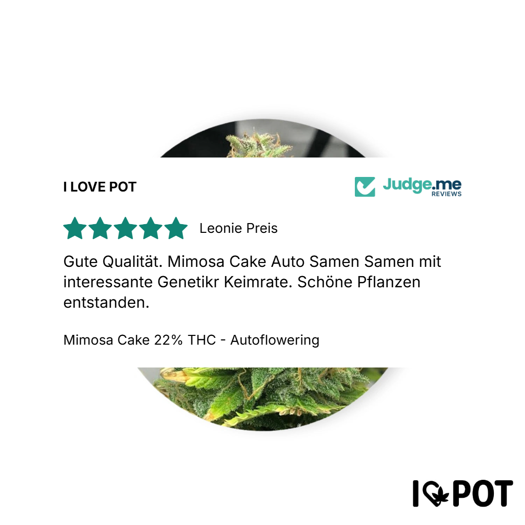 Mimosa Cake 22% THC - Autoflowering