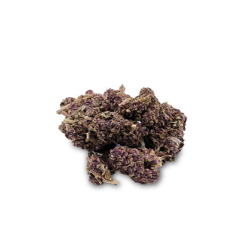 CBD-Blüte Purple Haze von I Love Pot - getrocknete Cannabisblüten mit purpurroten und grünen Tönen auf weißem Hintergrund.