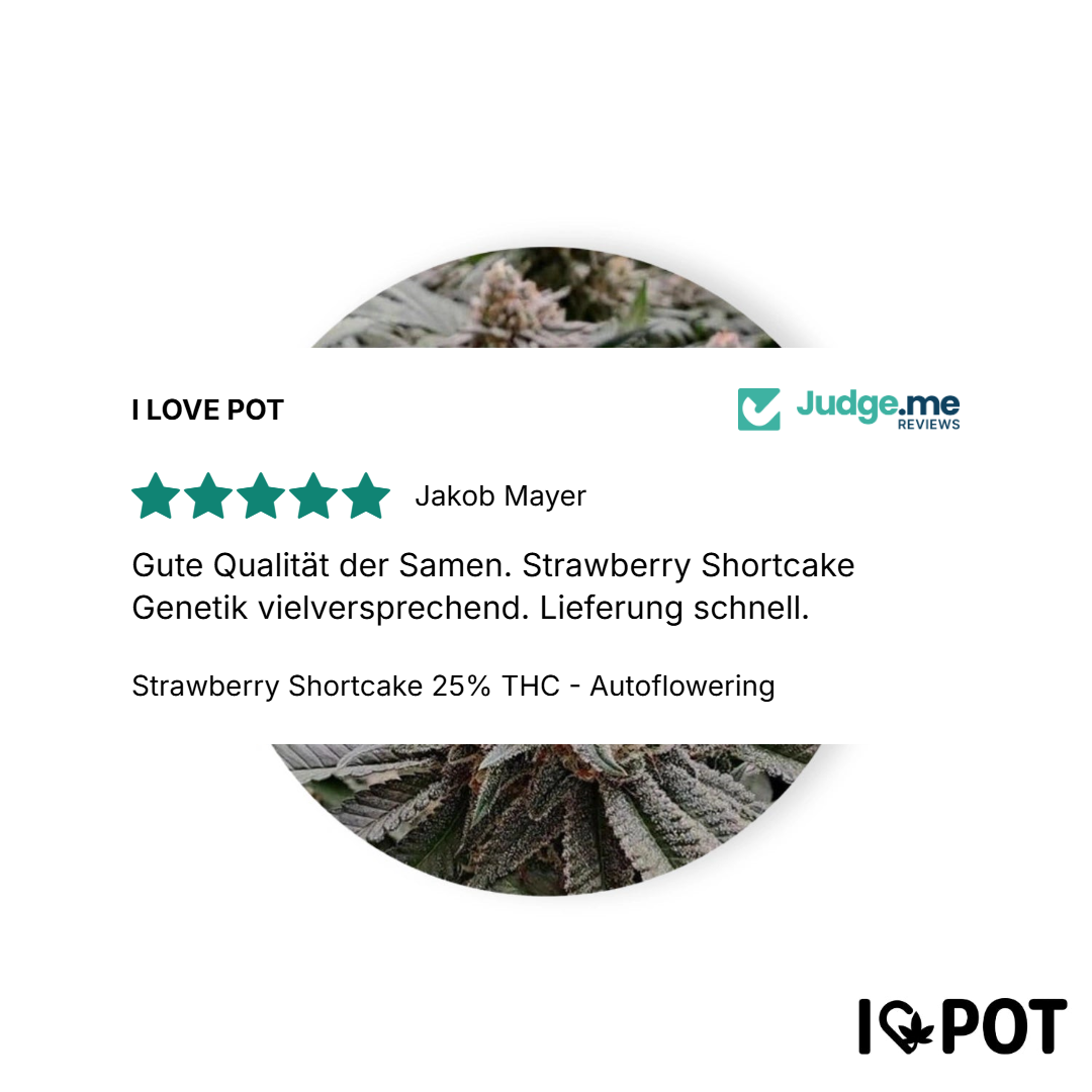 Strawberry Shortcake 25% THC - Autoflowering