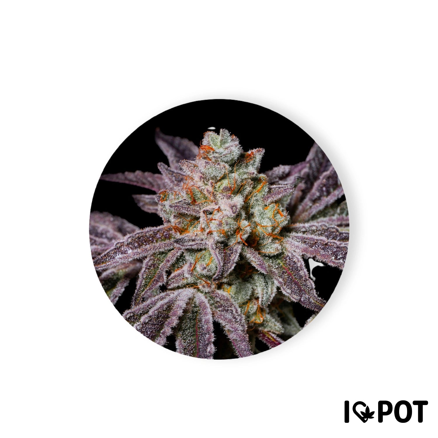 Insanity OG 30% THC - Feminisiert