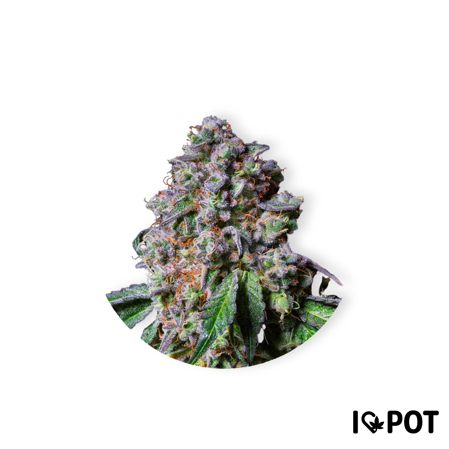 LA Macedonia 28% THC - Feminisiert