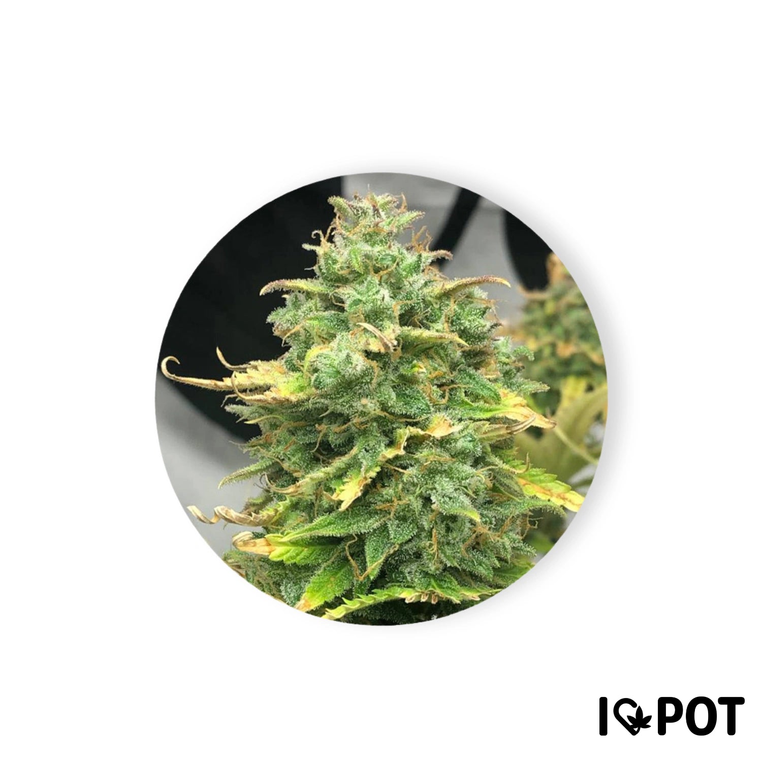 Mimosa Cake 22% THC - Autoflowering