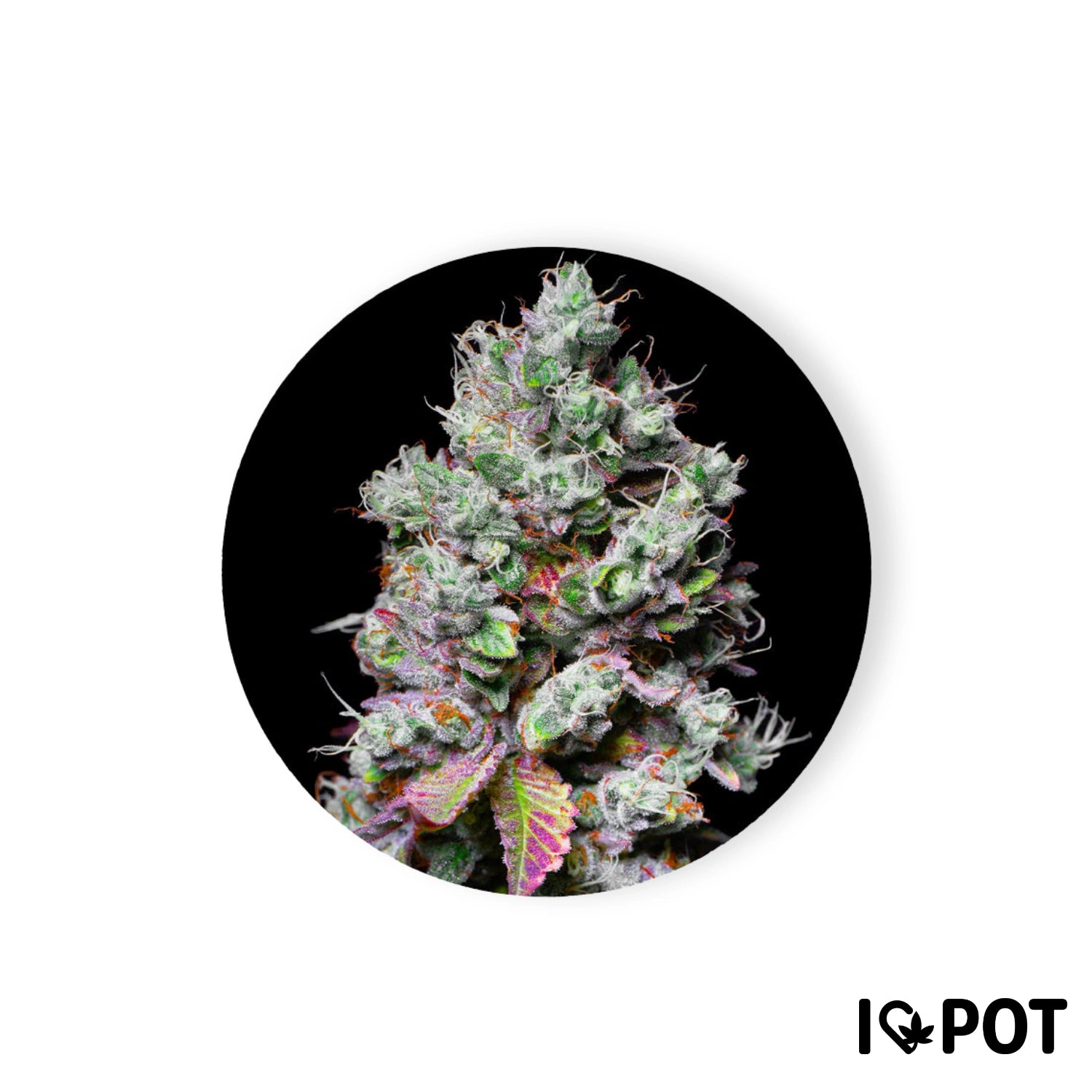 Mochi 28% THC - Feminisiert