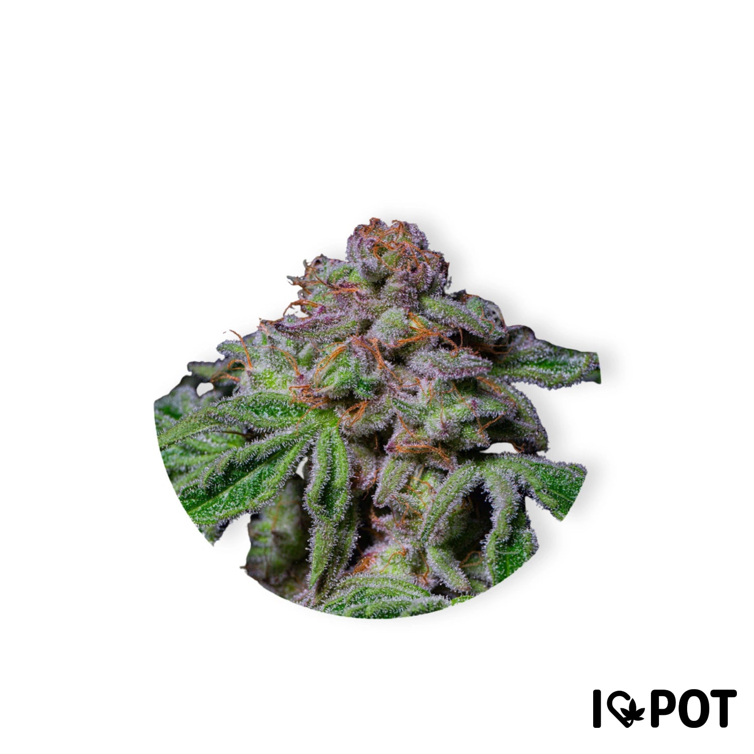 Sour Aloha 28% THC - Feminisiert