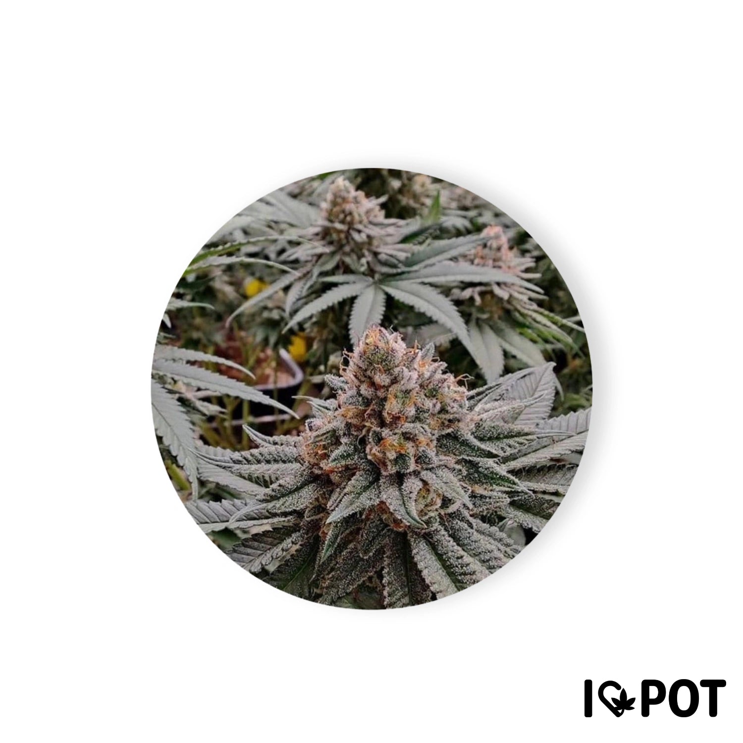 Strawberry Shortcake 25% THC - Autoflowering