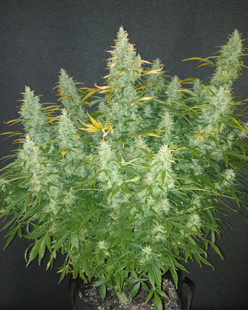 Mimosa Cake 22% THC - Autoflowering