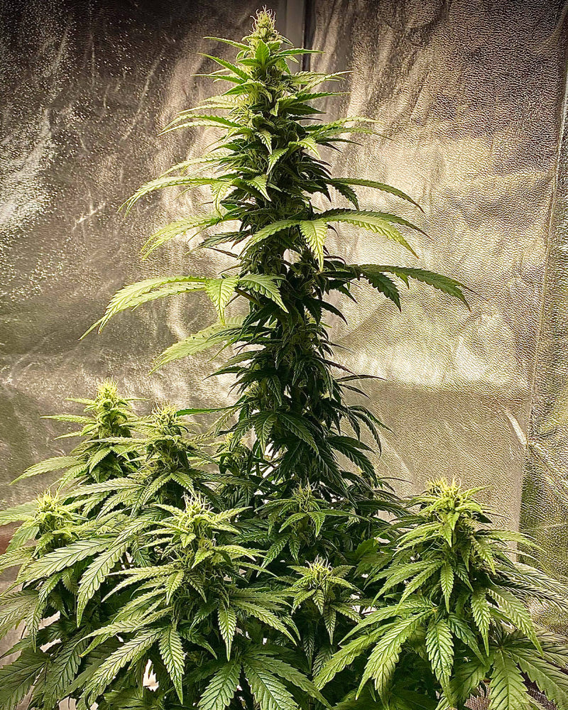 Strawberry Shortcake 25% THC - Autoflowering