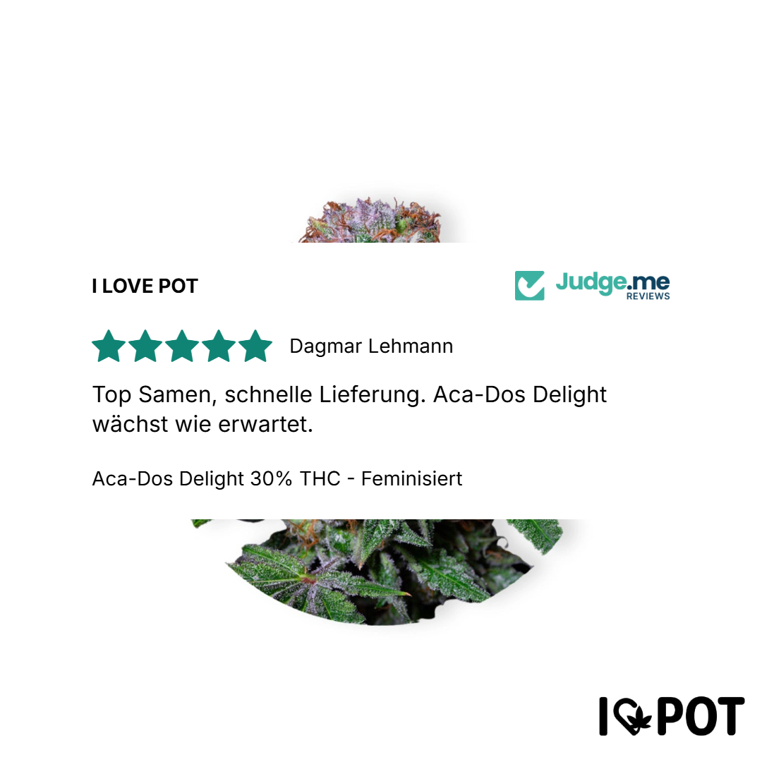 Aca-Dos Delight 30% THC - Feminisiert