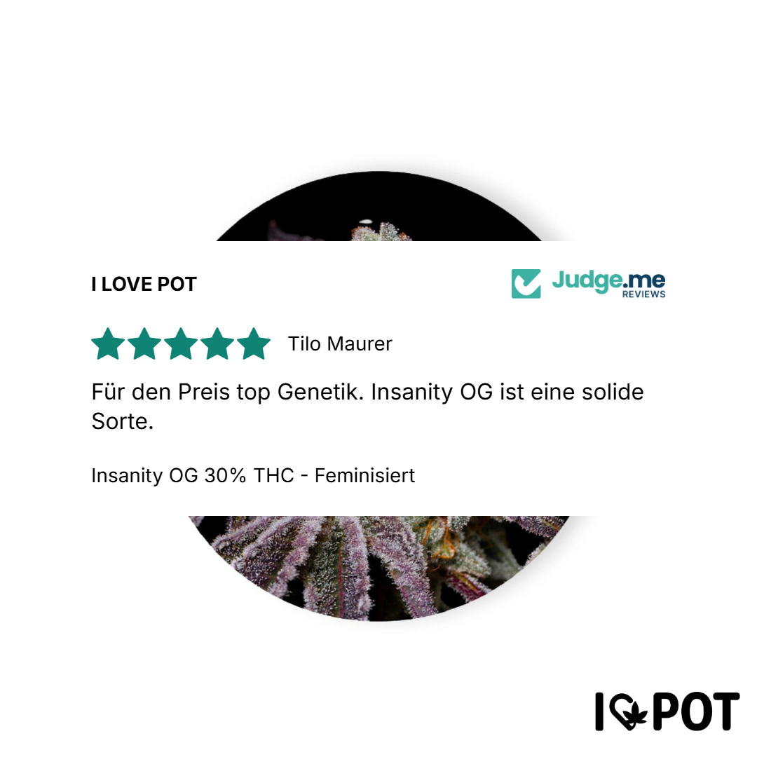 Insanity OG 30% THC - Feminisiert