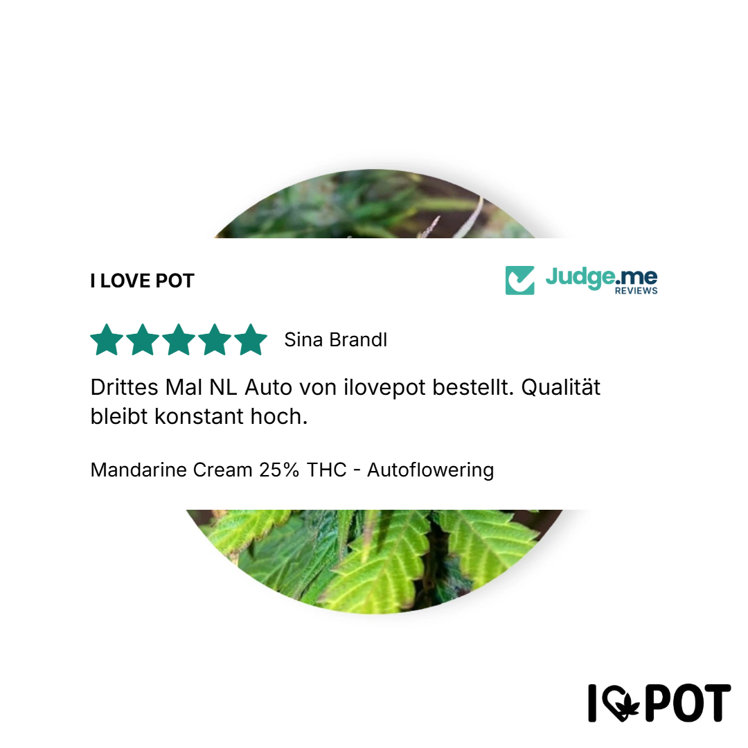 Mandarine Cream 25% THC - Autoflowering