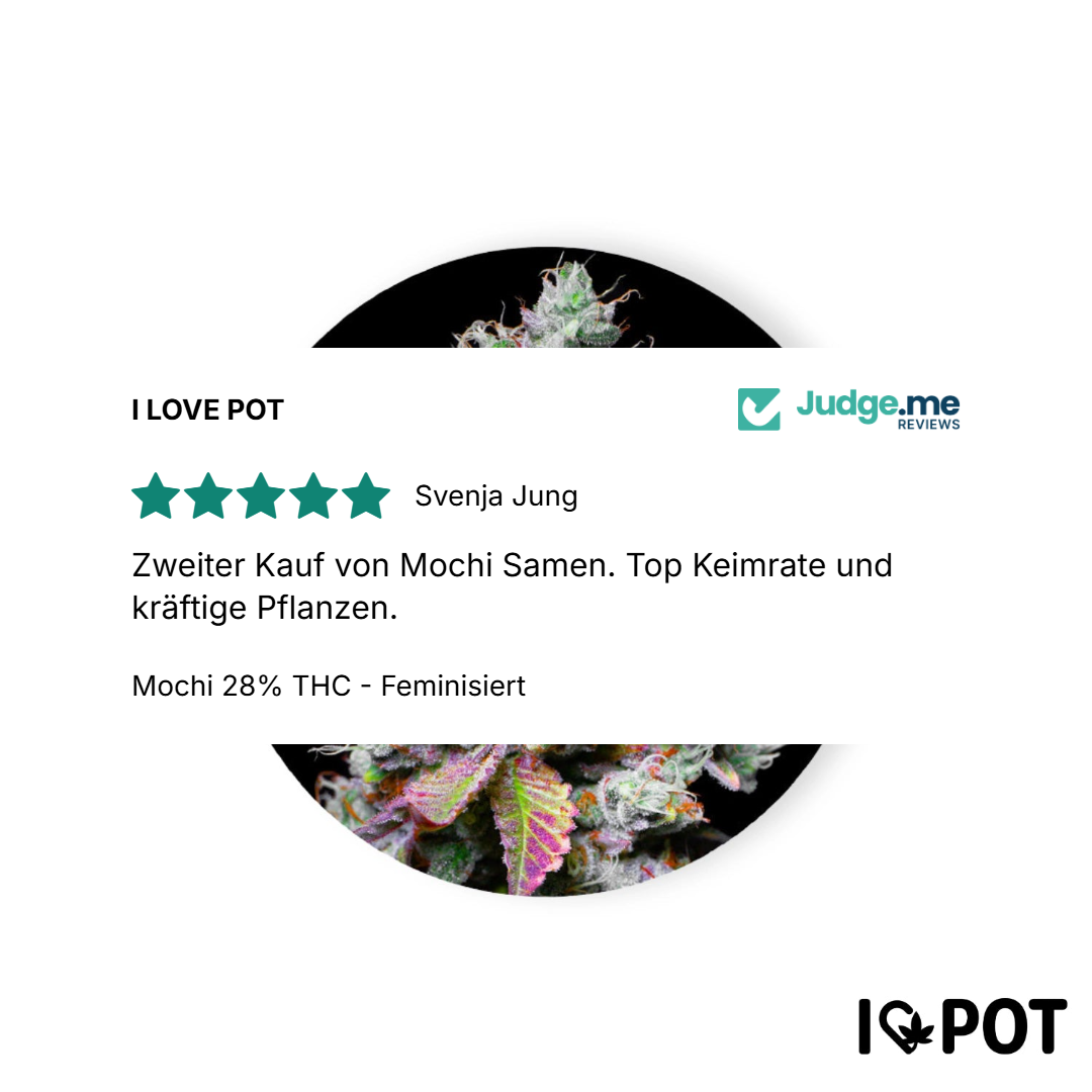 Mochi 28% THC - Feminisiert