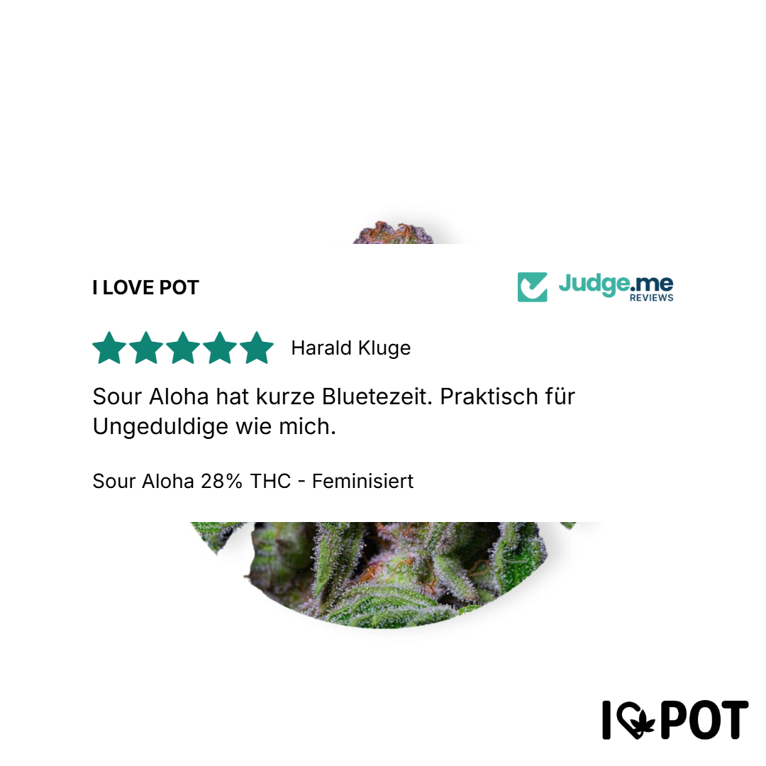 Sour Aloha 28% THC - Feminisiert