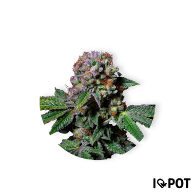 Aca-Dos Delight 30% THC - Feminisiert