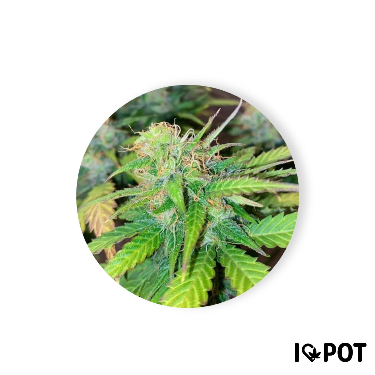 Mandarine Cream 25% THC - Autoflowering