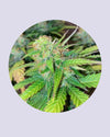 Mandarine Cream 25% THC - Autoflowering